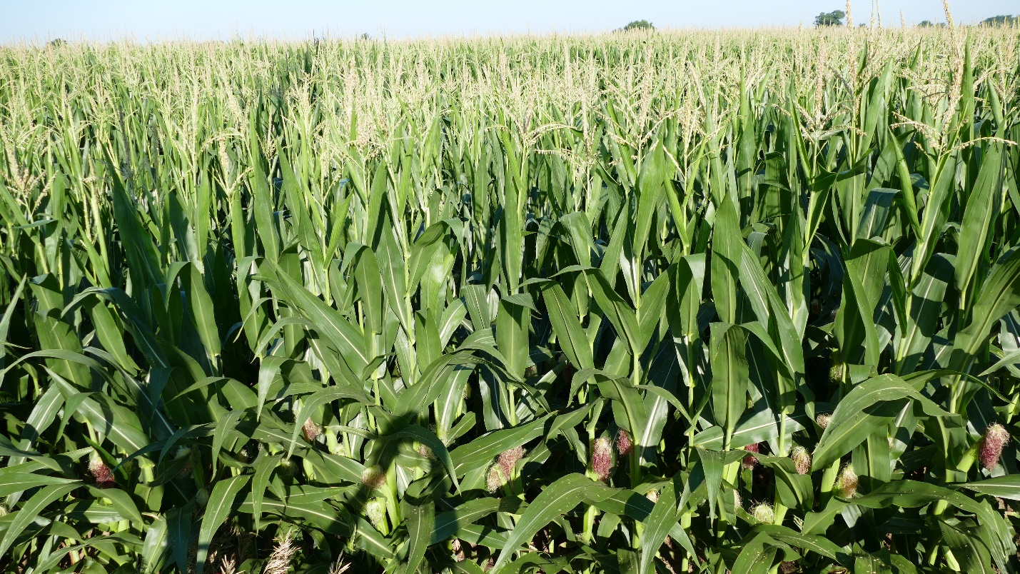 Corn field.